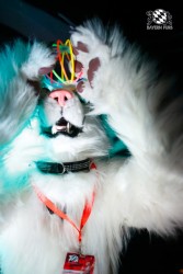 BFD2 0278 von Miu Luna