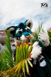 BFD1 0322 von Lee Taiger