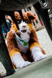 BFD1 0341 von Lee Taiger