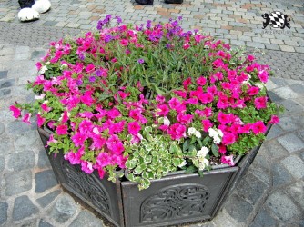 BFD1 0494 von Rolf der Wolf