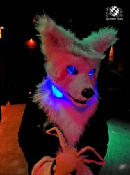 BFD1 0555 von Rolf der Wolf