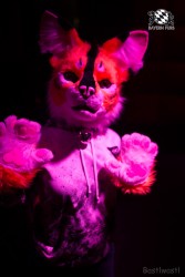 BFD8 0388 von Bastlwastl