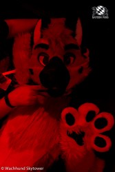 BFD8 1019 von Wachhund