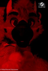 BFD8 1022 von Wachhund