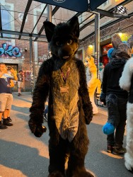 bfd111 von werefox aries